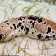 Image for article titled Why You Should Care That Sea Cucumbers Are Going Extinct
